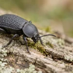 Dark beetle walking across lichen-covered bark